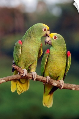 Yellow-crowned Parrot (Amazona ochrocephala) pair, Venezuela
