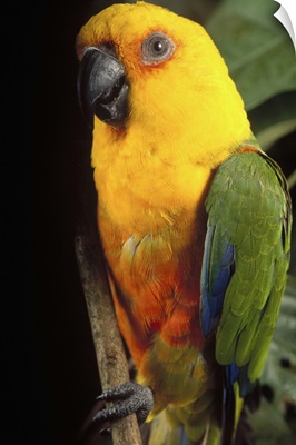 Yellow-faced Parrot portrait, threatened, southern Brazil