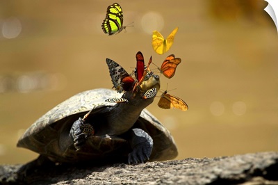 Yellow-spotted Amazon River Turtle sunbathing surrounded by butterflies, Ecuador