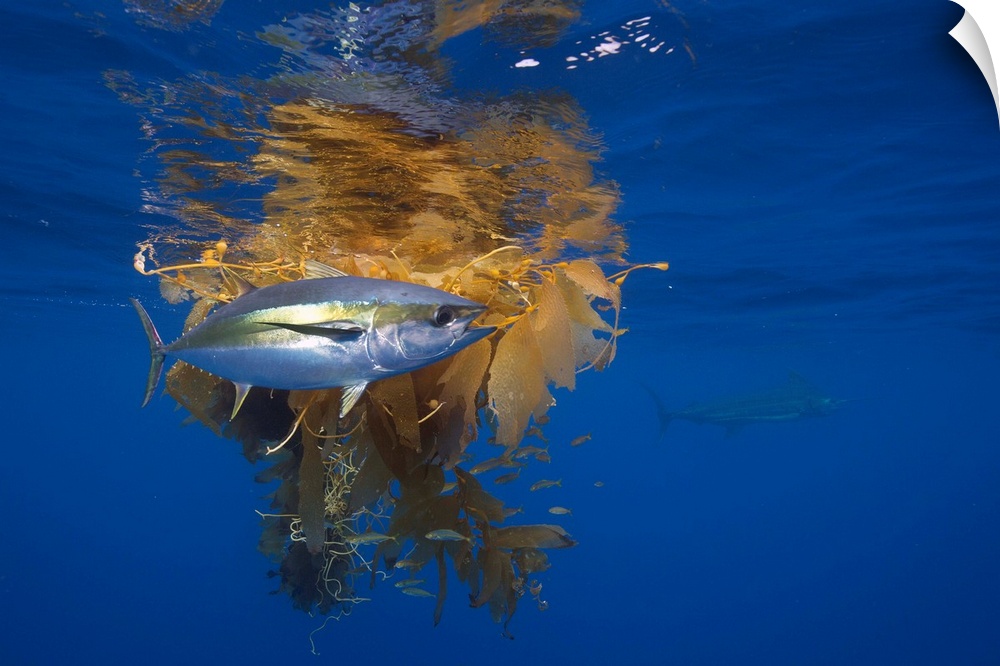 Yellowfin Tuna (Thunnus albacares) and Blue Marlin (Makaira nigricans) beside floating kelp, Nine Mile Bank, San Diego, Ca...