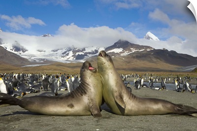 Young Southern Elephant Seal Play Fighting