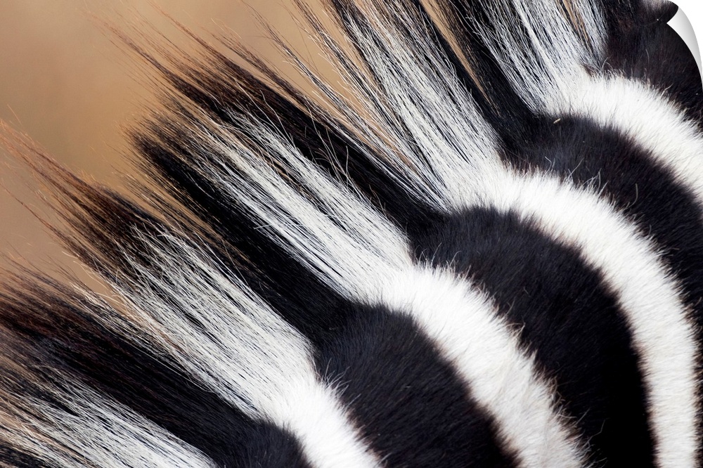 A very close up photograph of just the mane on a zebra.