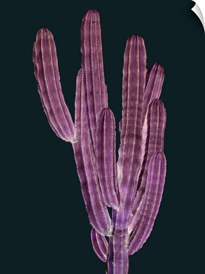 Cactus Plant II