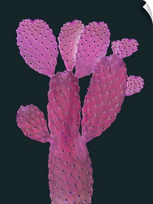 Cactus Plant IV