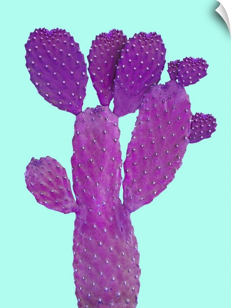 Cactus on white backgraund