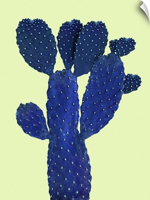 Cactus Plant VI