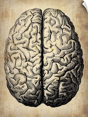 Vintage Brain