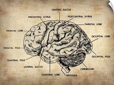 Vintage Brain Map Anatomy