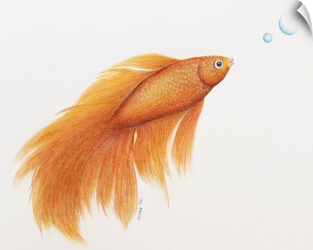 Beautiful color pencil illustration of an orange betta fish with two blue bubbles on a white background.