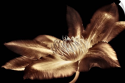Antique Sepia Flower I