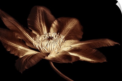 Antique Sepia Flower II