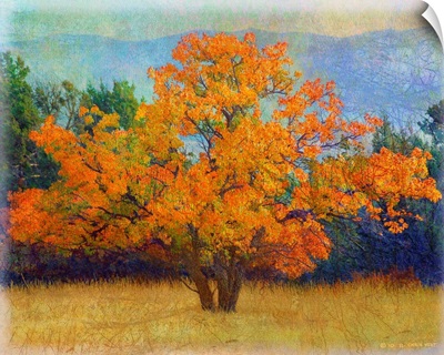 Autumn Apricot Tree