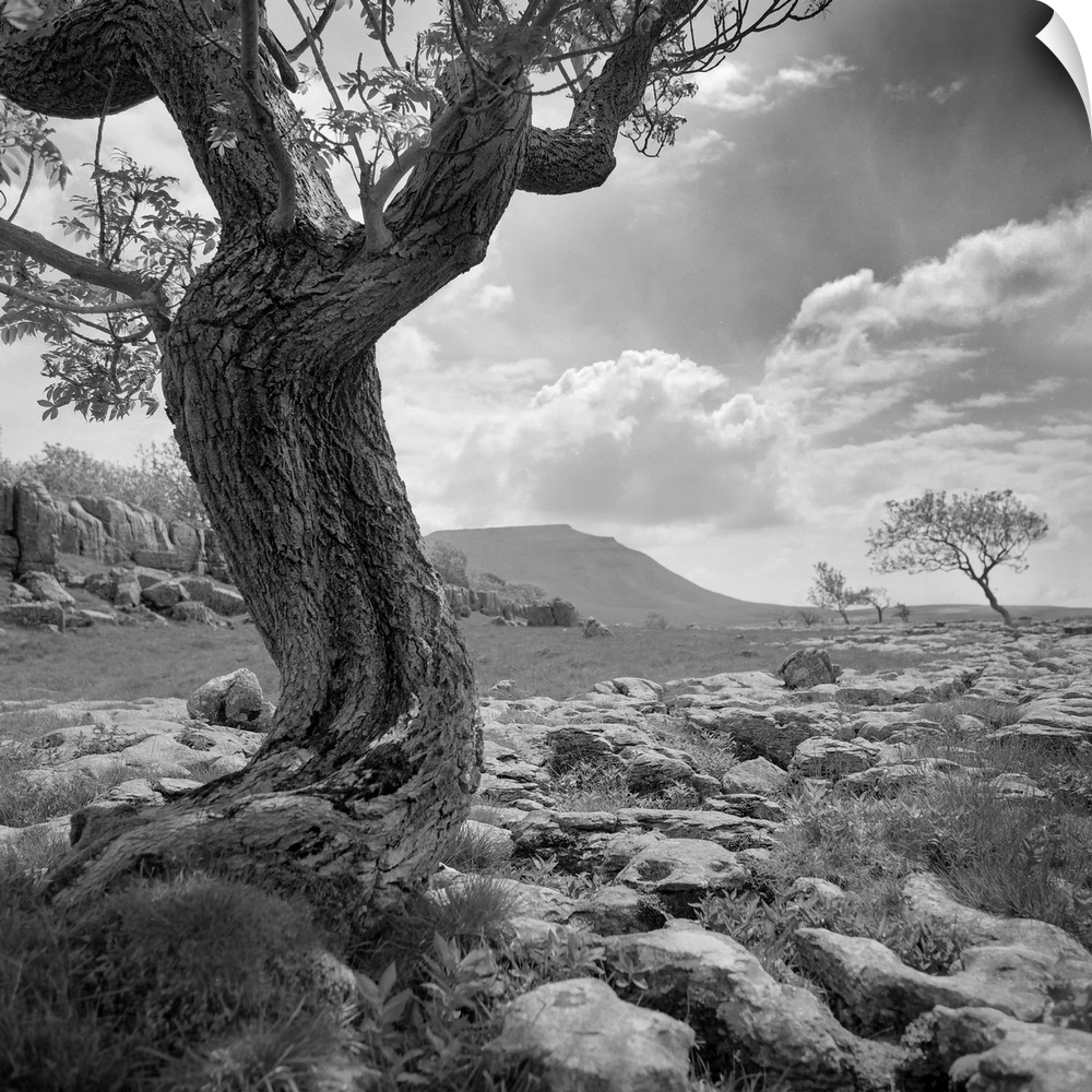Bare twisted tree - black and white photograph