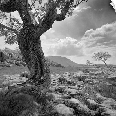 Bare twisted tree - black and white photograph