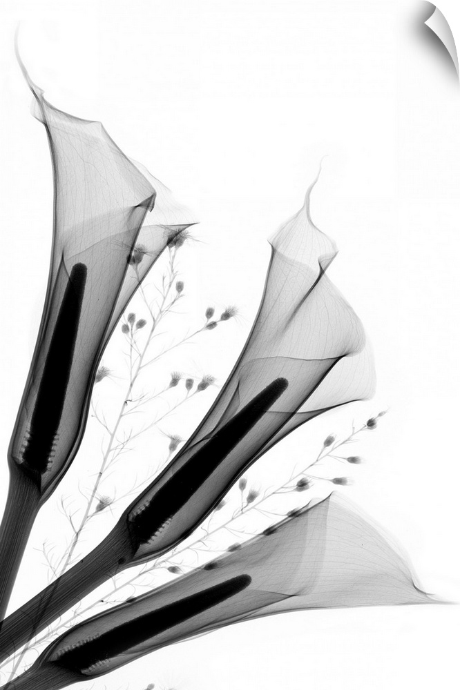 Fine art photograph using an x-ray effect to capture an ethereal-like image of calla lilies.