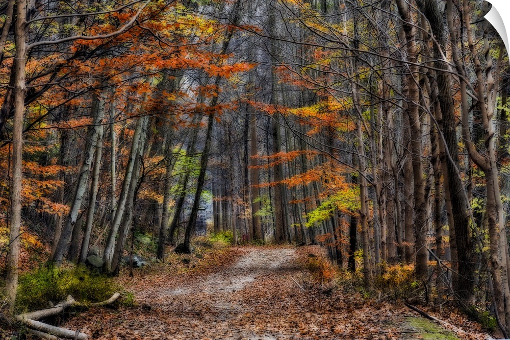 Soft-focus effect applied to fall foliage along a mountain trail in Croton Dam Park.