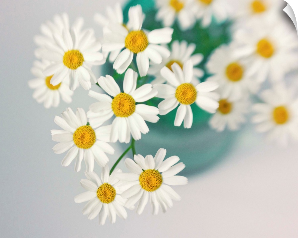 Daises in a Turquoise Vase