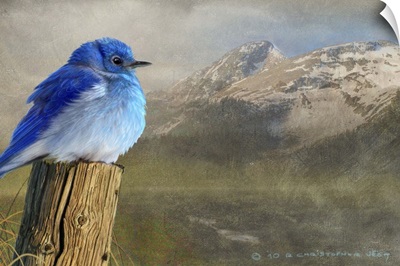 Day Mountain Bluebird