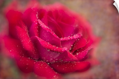 Dew-Covered Red Rose