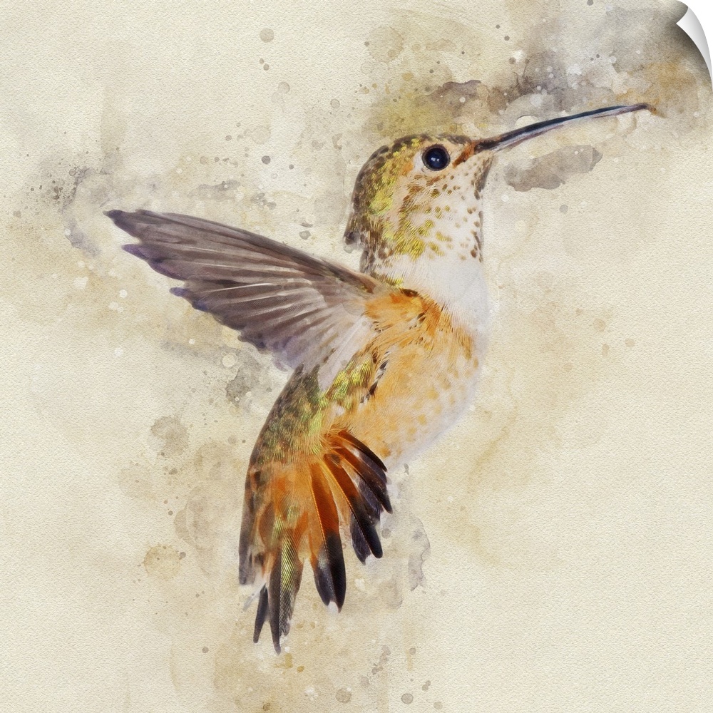 A rufous hummingbird photographed in mid-flight.