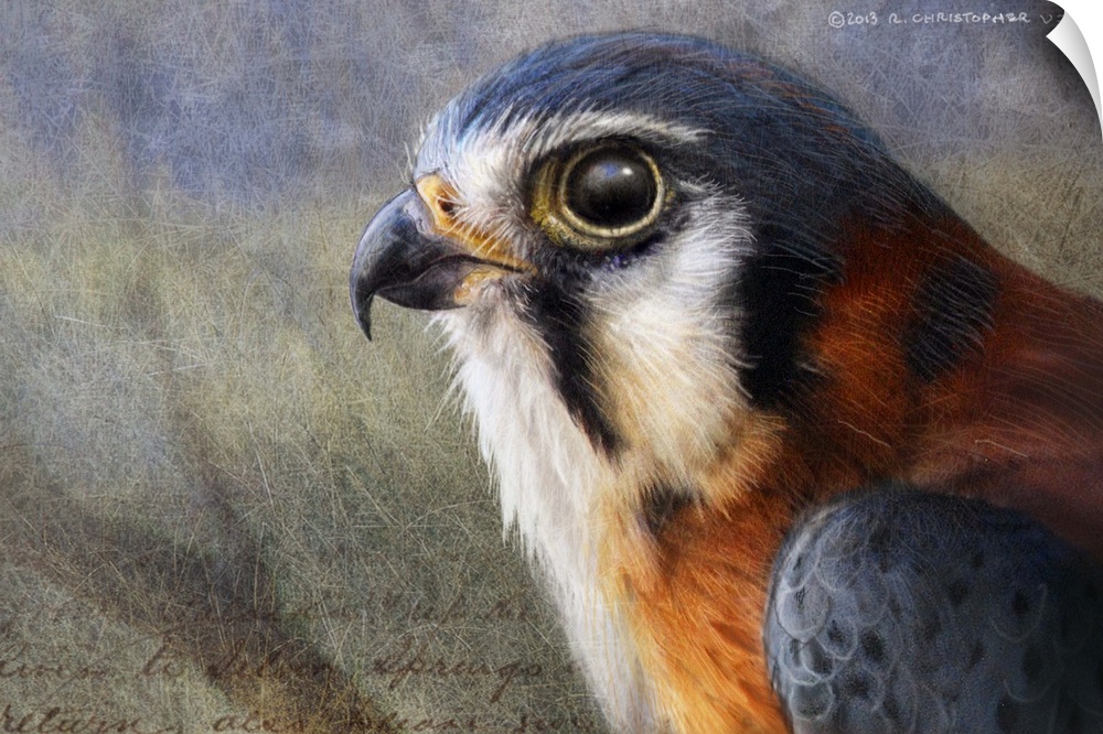Contemporary artwork of a portrait of a falcon.