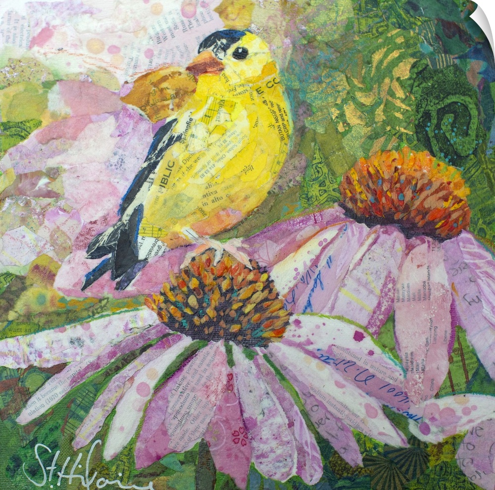 American Goldfinch on coneflowers and echinacea flowers.