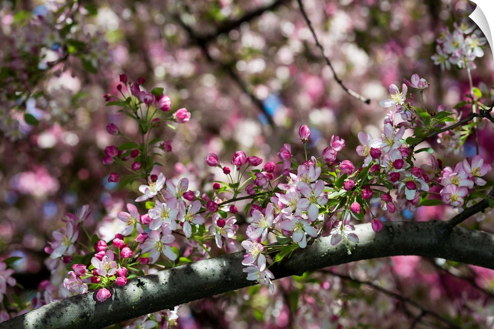 A photograph of a close-up of a tree branch with flowers in bloom.