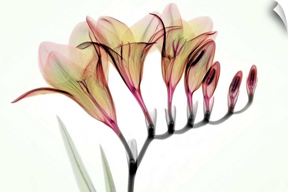 Fine art photograph using an x-ray effect to capture an ethereal-like image of freesias.