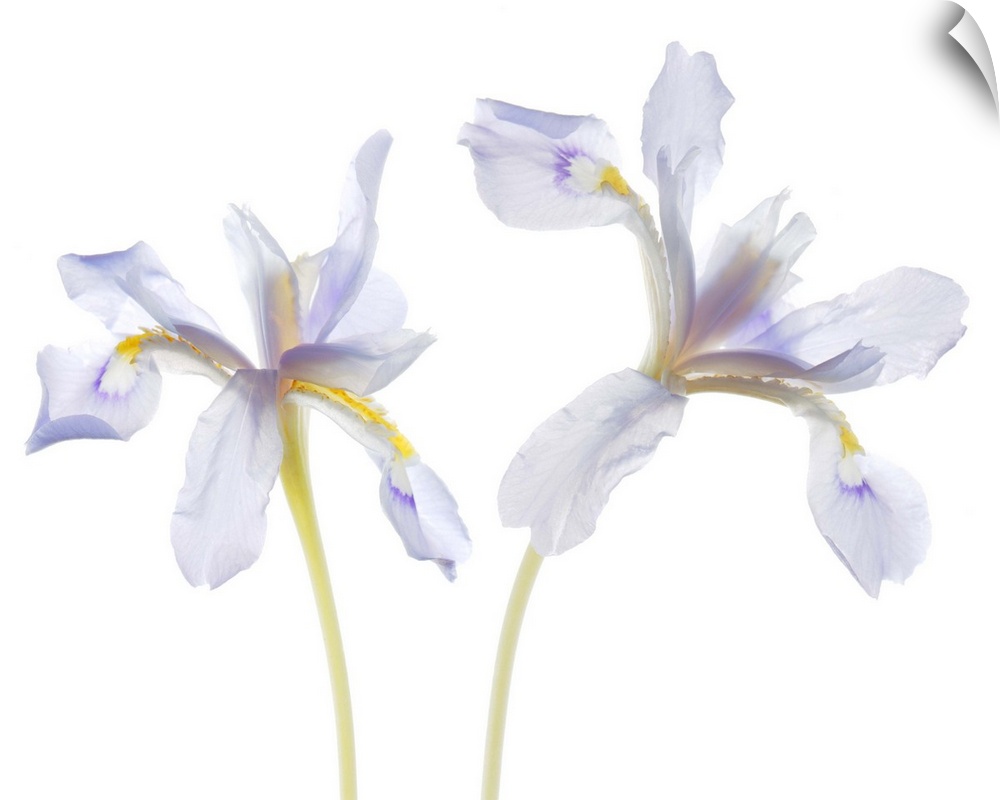 Iris Cristata
