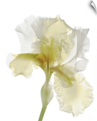 Iris Lace