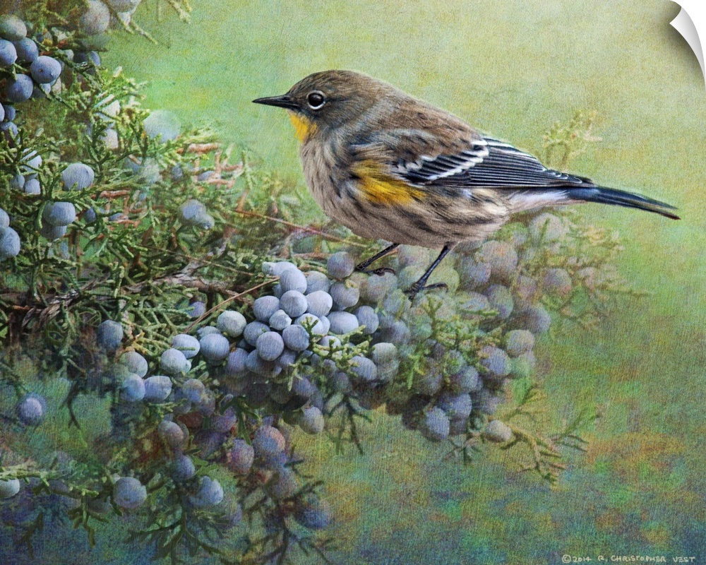 Contemporary artwork of a warbler perched on a branch with berries.
