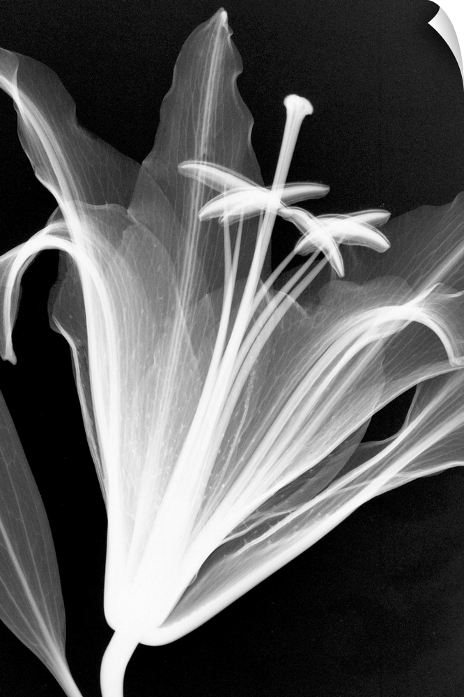 Fine art photograph using an x-ray effect to capture an ethereal-like image of a lily.