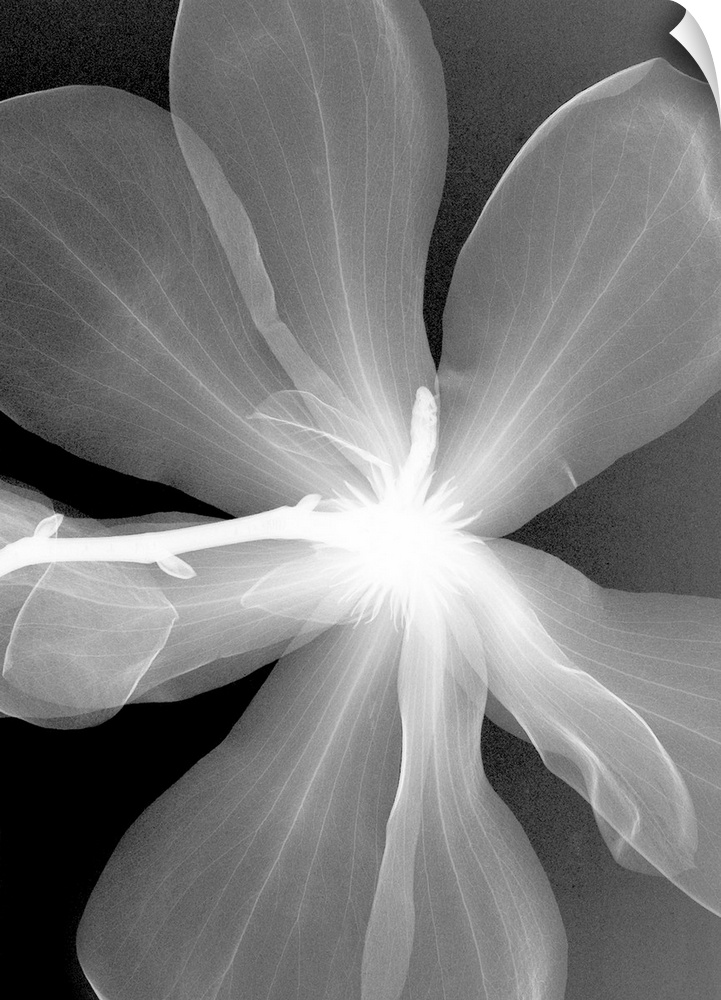 Fine art photograph using an x-ray effect to capture an ethereal-like image of a magnolia.