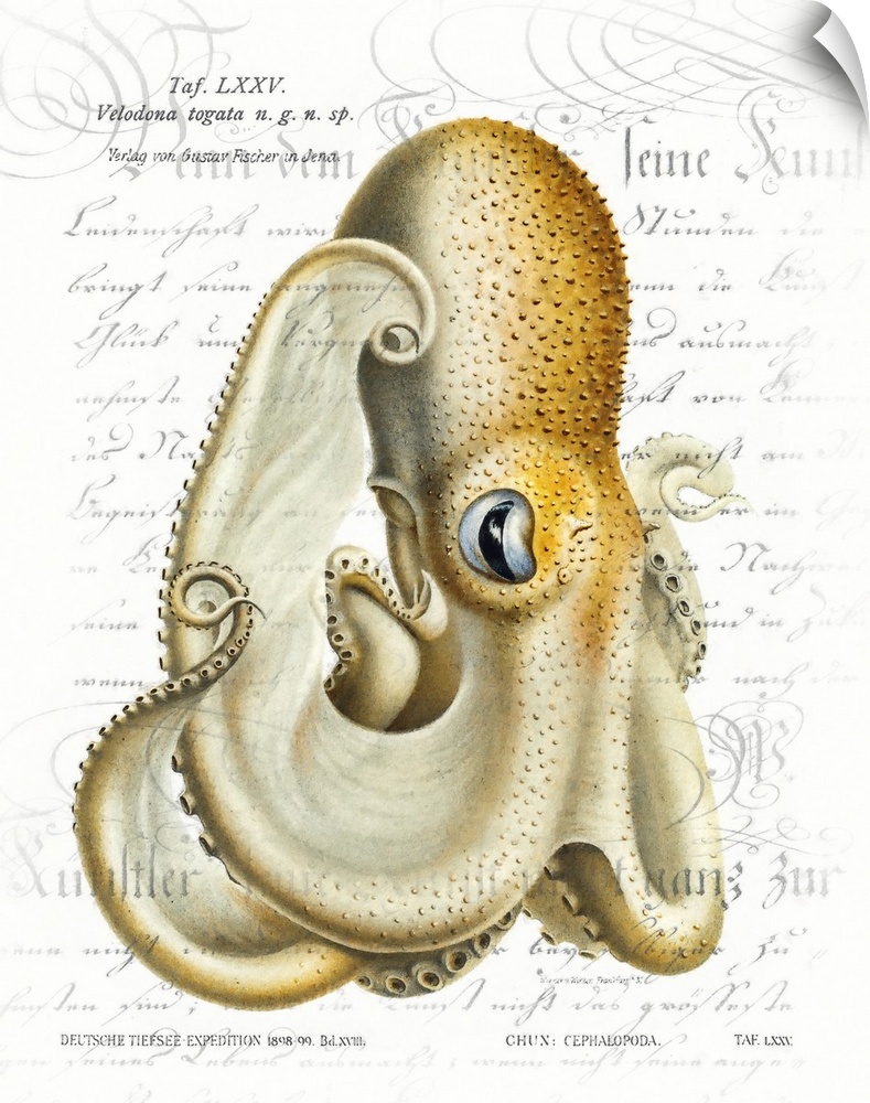 A vintage paint brush rendition of Velodona octopus illustration from Deutschen Tiefsee-Expedition, German Deep Sea Expedi...