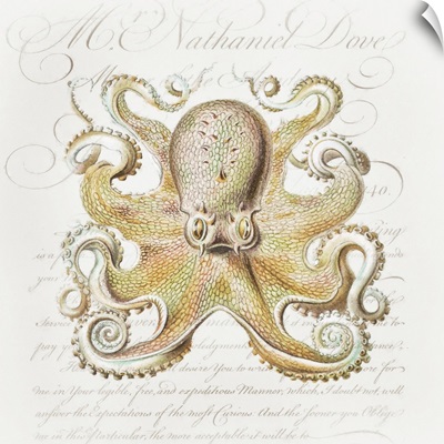 Octopus IV