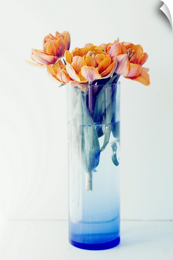 Orange Tulips in a Blue Vase