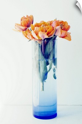 Orange Tulips in a Blue Vase