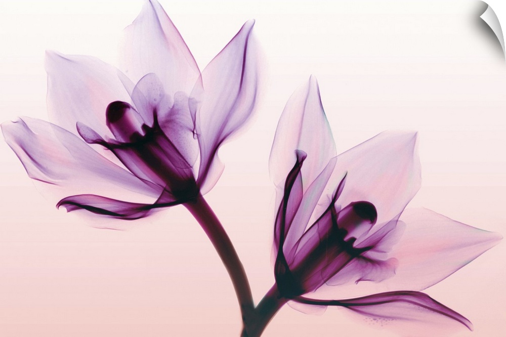 Fine art photograph using an x-ray effect to capture an ethereal-like image of orchids.
