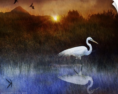 Pond Egret