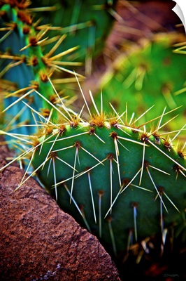 Prickly Passion
