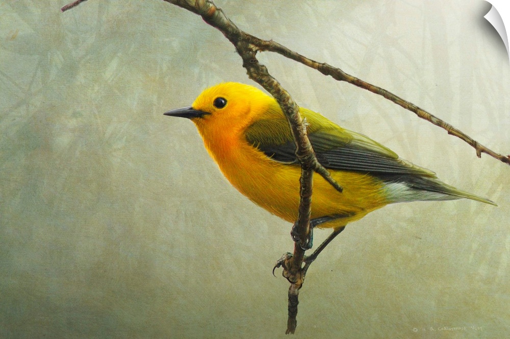 Contemporary artwork of a Warbler perched on a tree branch.