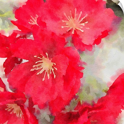 Red Flower II