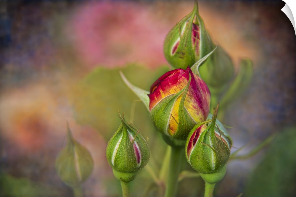 Soft focus and texture effects applied to shrub rose buds - New York Botanical Garden.