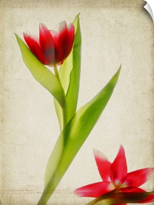 Red Tulips I