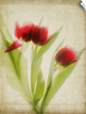 Red Tulips III