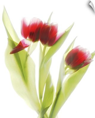 Red Tulips IV