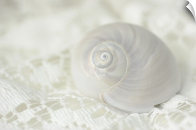 Seashell on Lace