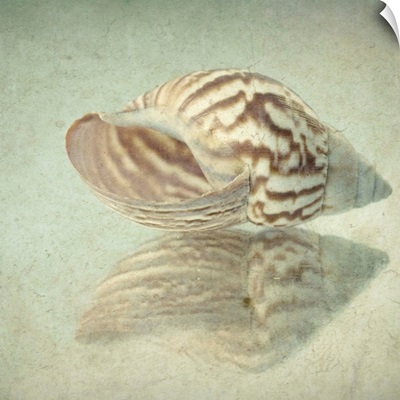 Seashell Reflection