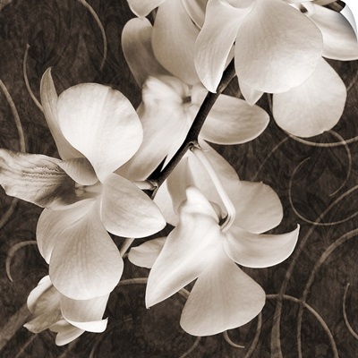 Sepia Orchid