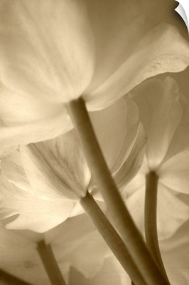 Sepia Tulip